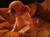 Chihuahua Ritta [Tidl. hund]