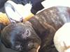 Fransk bulldog Bella (Bella von prut) Fransk bulldog Bella (Bella von prut)