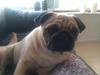 Mops Snappy