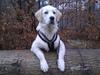 Golden retriever Bobo
