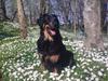 Hovawart Cohiba [ Himmelhund]