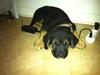 Blanding af racer Diesel [Tidl. hund]