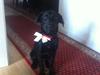 Labrador retriever Molly
