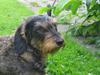 Gravhund Silke