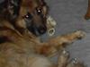 Schæferhund Zico [ Himmelhund]