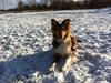 Shetland sheepdog Zeus