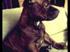 Staffordshire bull terrier Luffe