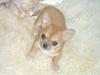 Chihuahua Chloe