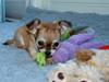 Chihuahua Emma [Tidl. hund]