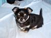 Chihuahua Ludwig [Tidl. hund]