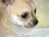 Chihuahua Malthe [Tidl. hund]
