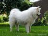 Samojedhund Columbus [Tidl. hund]