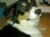 Border collie Sally