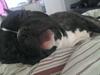 Fransk bulldog laban