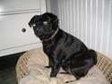Mops Angel