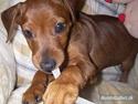 Dvaergpinscher Tiny tino