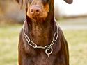 Dobermann Brown Chief Aviva.