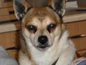 Norsk lundehund Heldager's Liv