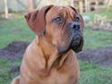 Dogue de bordeaux Shadow of Oak Edina aka Ina