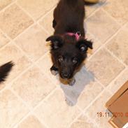Border collie Nala