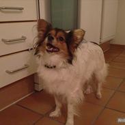 Papillon Maggie