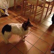 Papillon Maggie