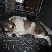 Dansk svensk gaardhund Felix