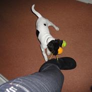 Dansk svensk gaardhund Felix