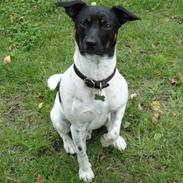 Dansk svensk gaardhund Felix