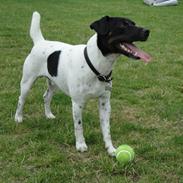 Dansk svensk gaardhund Felix