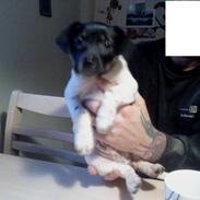 Dansk svensk gaardhund Felix