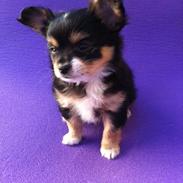 Blanding af racer Baily - Chihuahua / Papillon