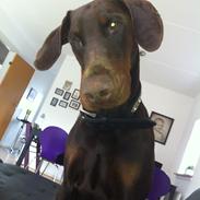 Dobermann A'Ron