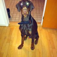 Dobermann A'Ron