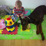 Dobermann A'Ron