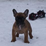 Fransk bulldog Ludvig "HIMMELHUND"