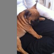 Fransk bulldog Ludvig "HIMMELHUND"