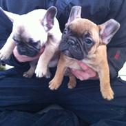 Fransk bulldog Ludvig "HIMMELHUND"