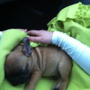 Fransk bulldog Ludvig "HIMMELHUND"