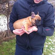 Fransk bulldog Ludvig "HIMMELHUND"