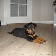 Rottweiler Emma