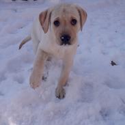 Labrador retriever Phoebe