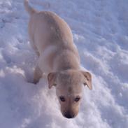 Labrador retriever Phoebe