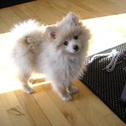 Pomeranian * Gizmo*