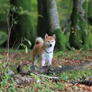 Shiba Simba (Alina's Beniaka)