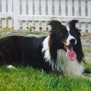 Border collie ****** Kian star bright Robin (Lucky)