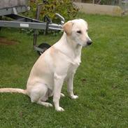 Labrador retriever Nala
