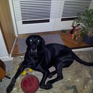 Labrador retriever Victor