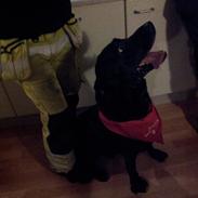 Labrador retriever Victor