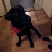Labrador retriever Victor